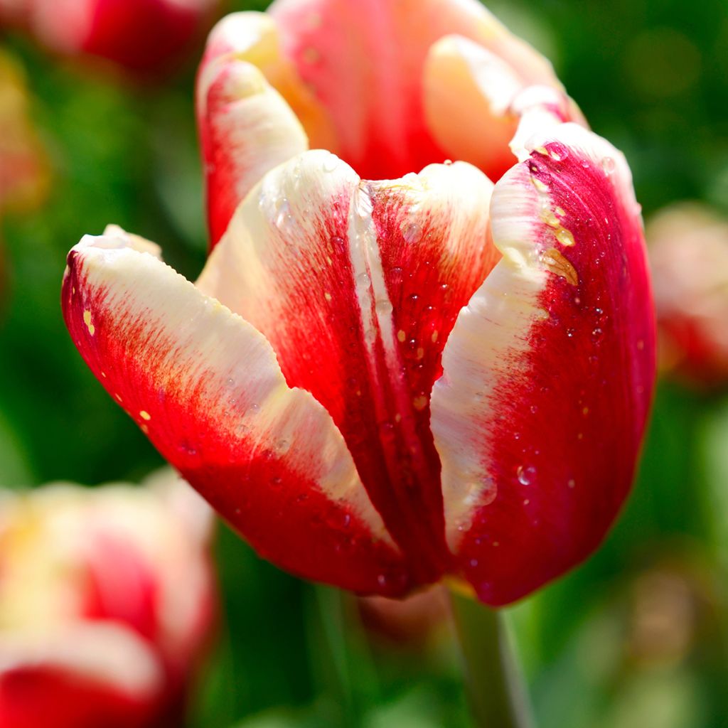 Tulipa 'Armani'