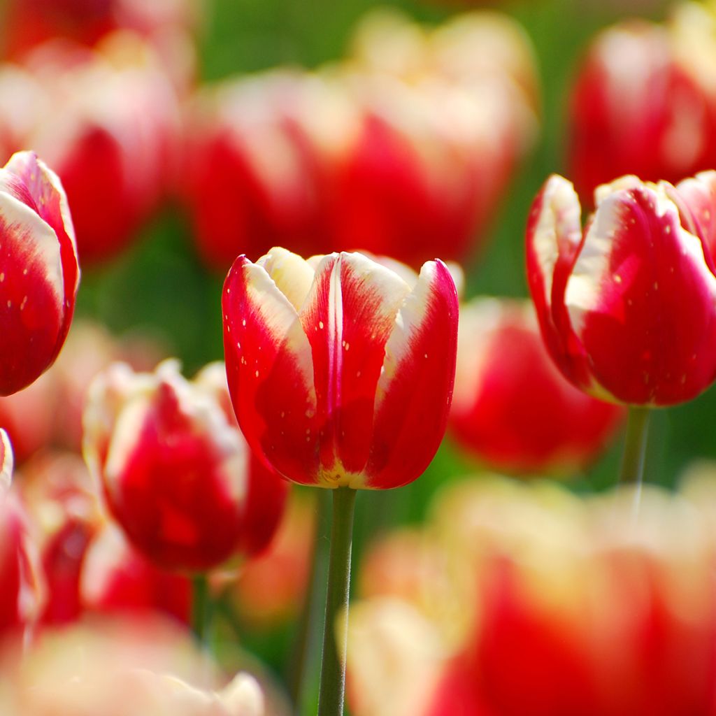 Tulipa 'Armani'