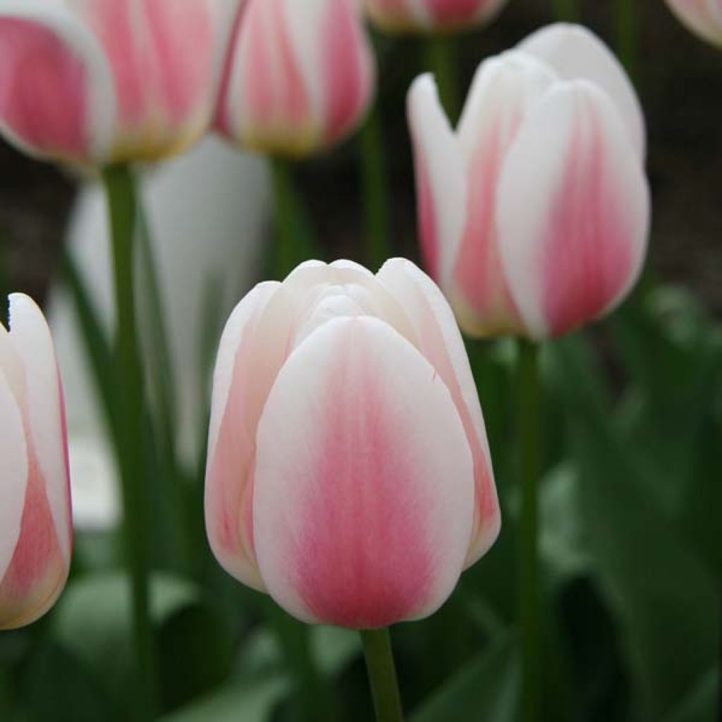 Tulipe Triomphe Beau Monde