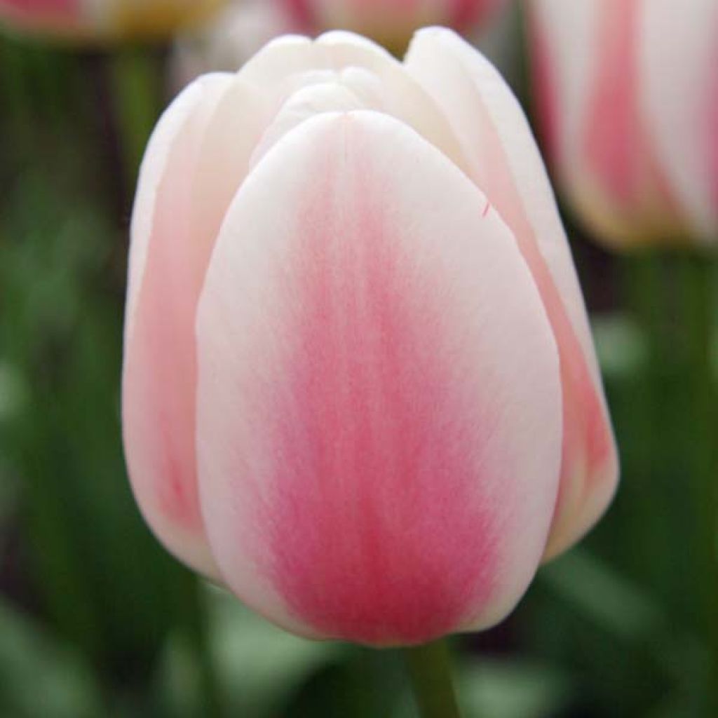 Tulipe Triomphe Beau Monde