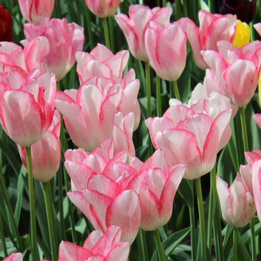Tulipe triomphe Beauty Trend