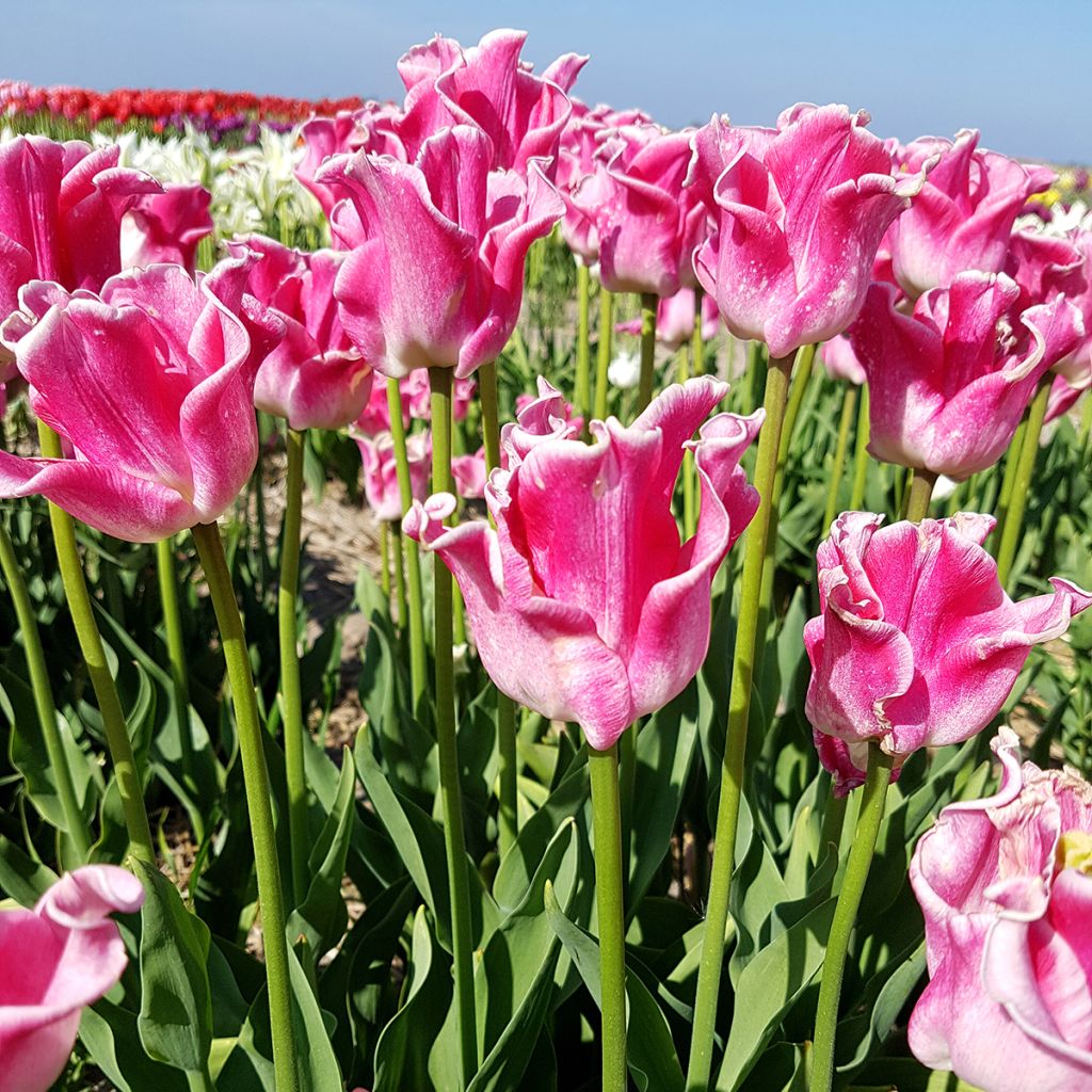 Tulipa Triumph Crown of Dynasty