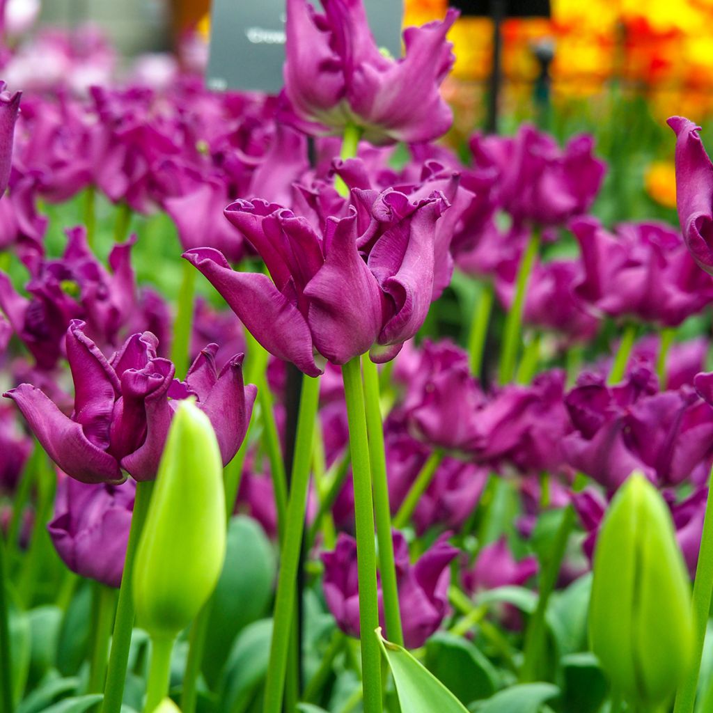 Tulipa Triumph Crown of Negrita