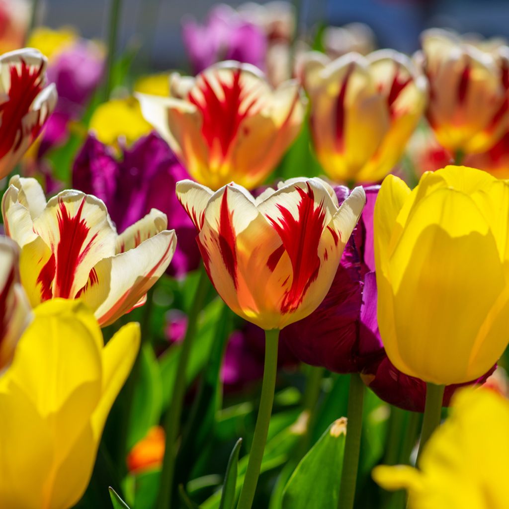 Tulipa Grand Perfection - Triumph Tulip