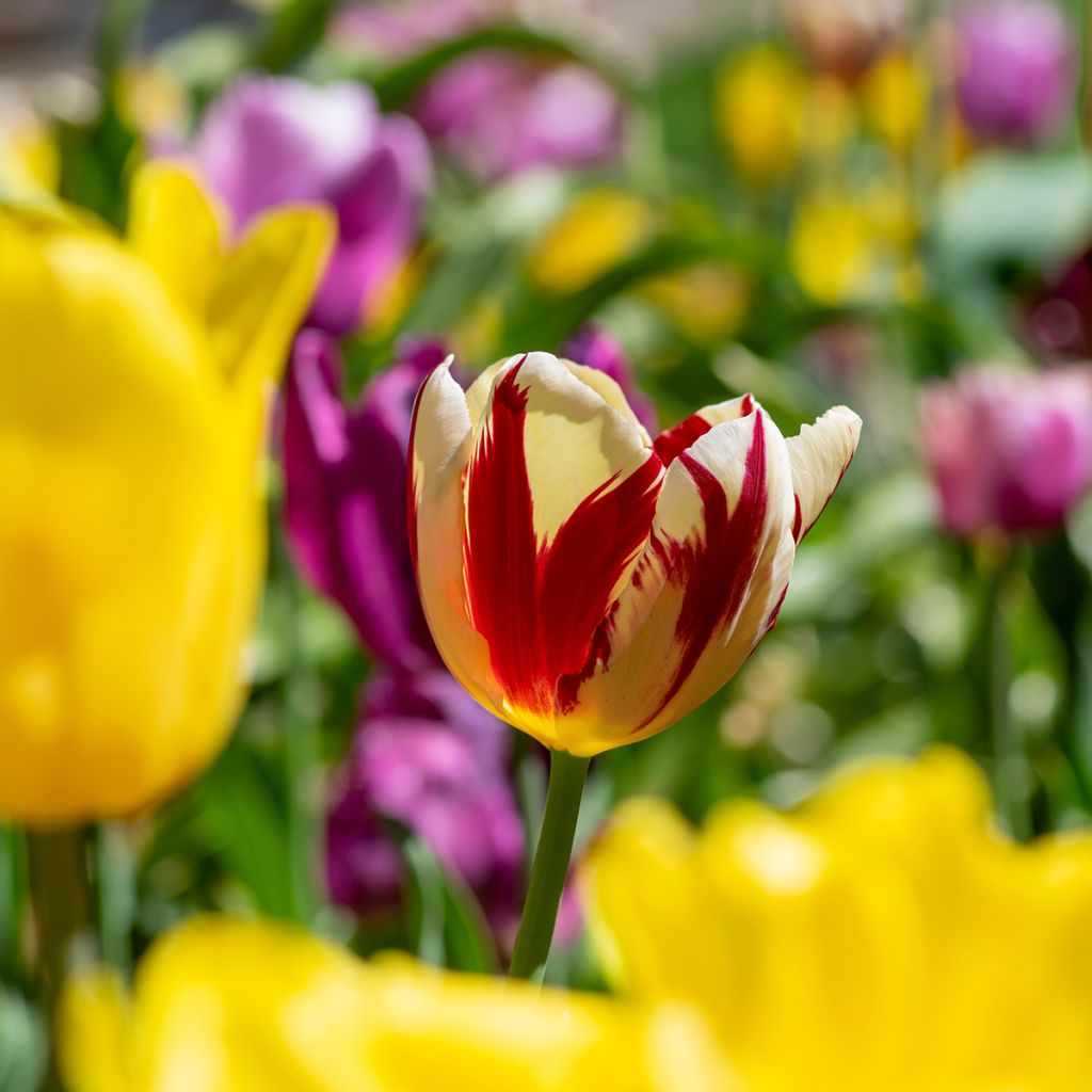 Tulipa Grand Perfection - Triumph Tulip