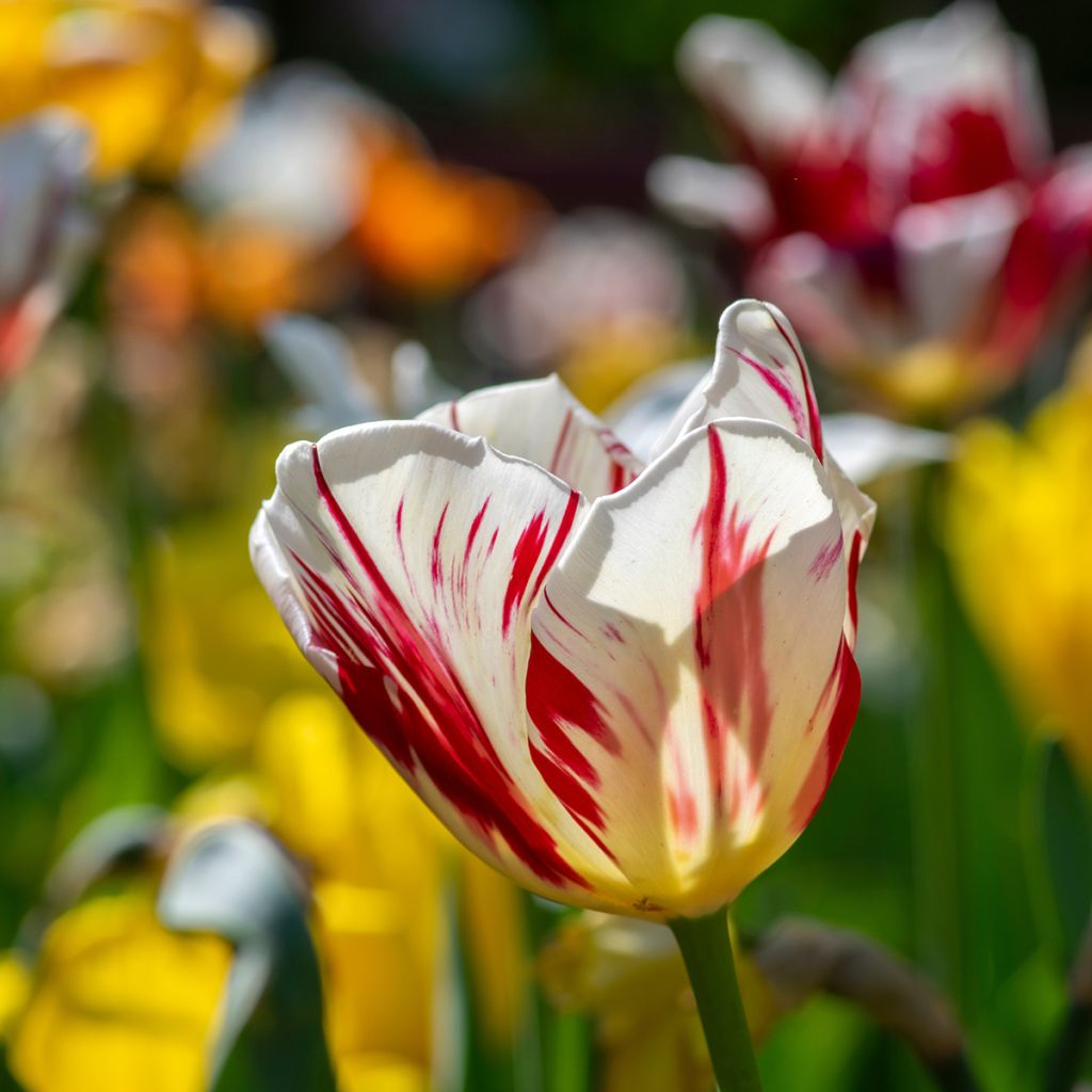 Tulipa Grand Perfection - Triumph Tulip