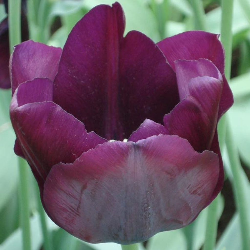 Tulipe Triomphe Ronaldo