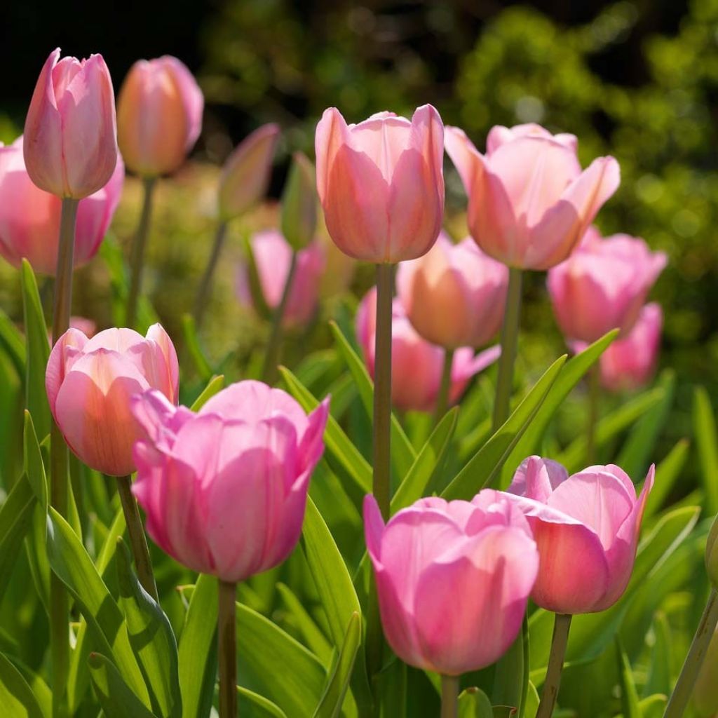 Tulipe triomphe Roussillon