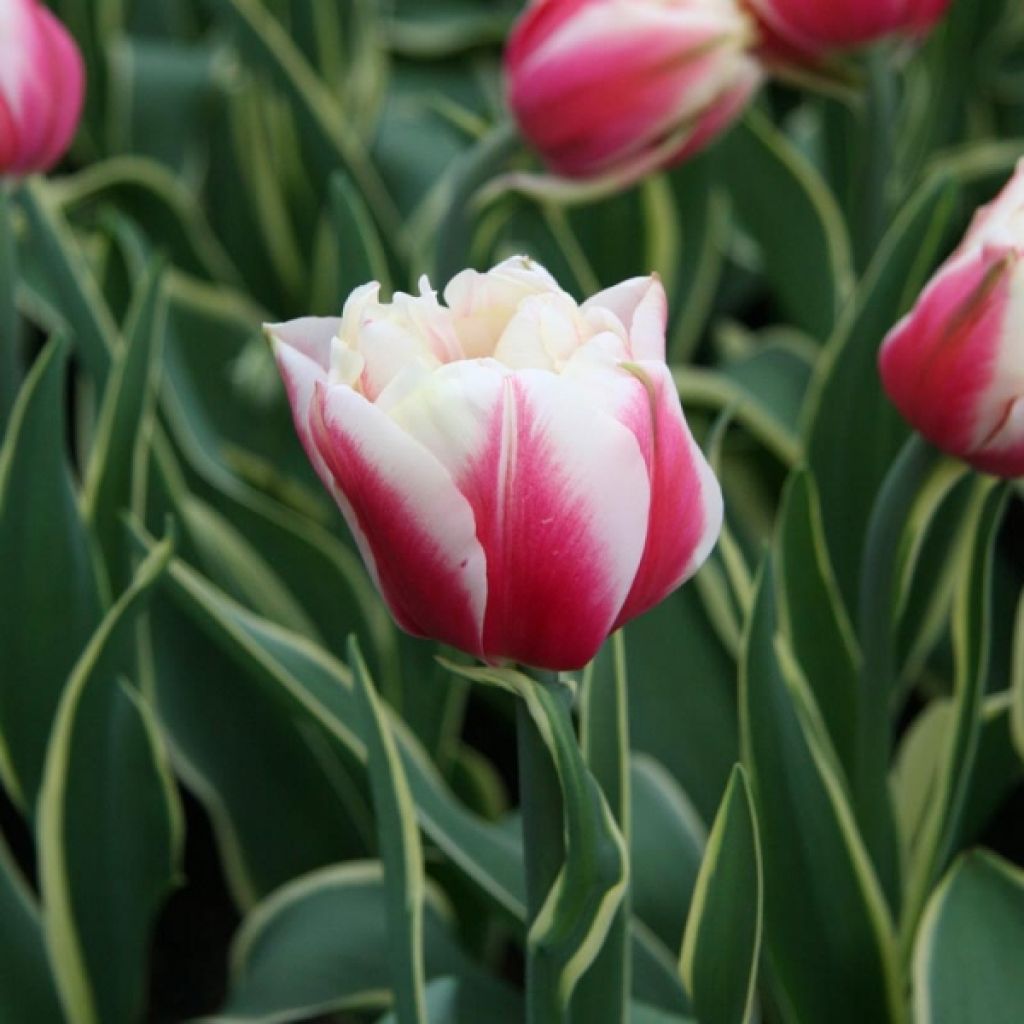 Tulipe Fleur de pivoine Toplips