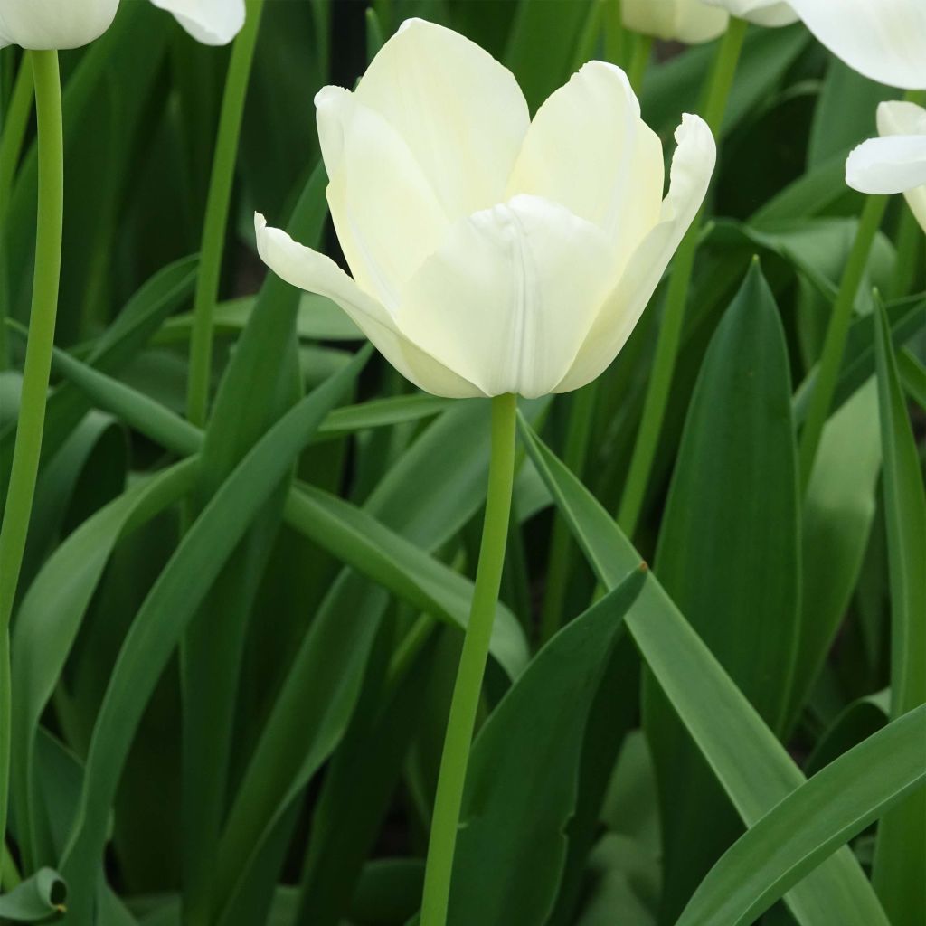 Tulipe triomphe White Proud