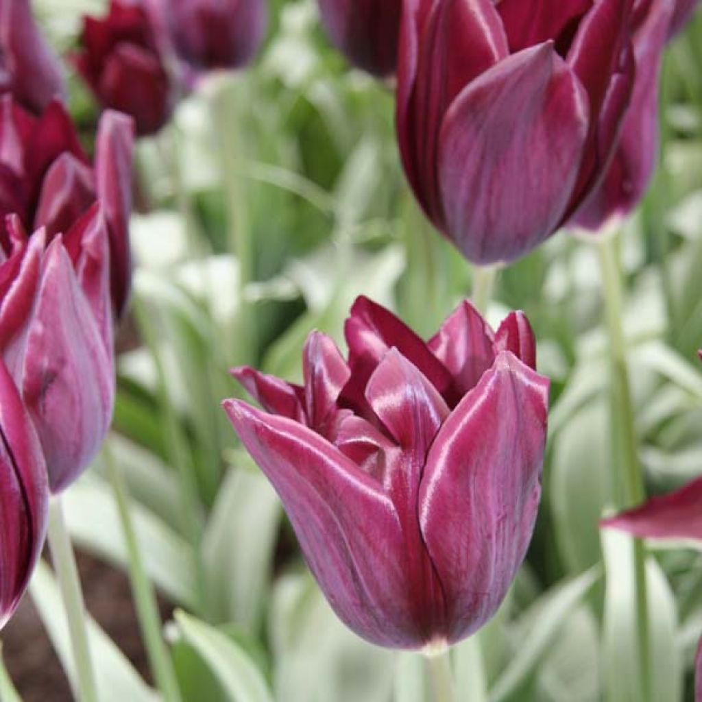 Tulipe Triomphe Havran