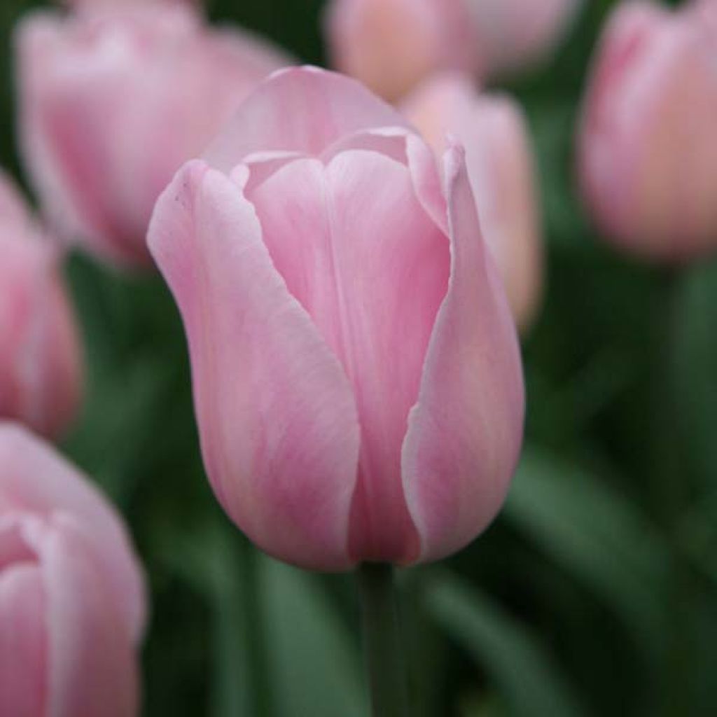 Tulipa Rosalie - Triumph Tulip