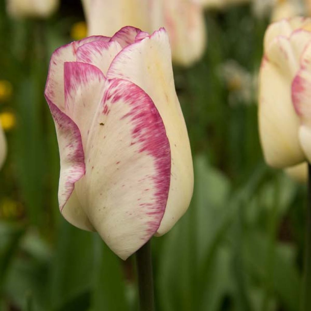 Tulipe Triomphe Shirley