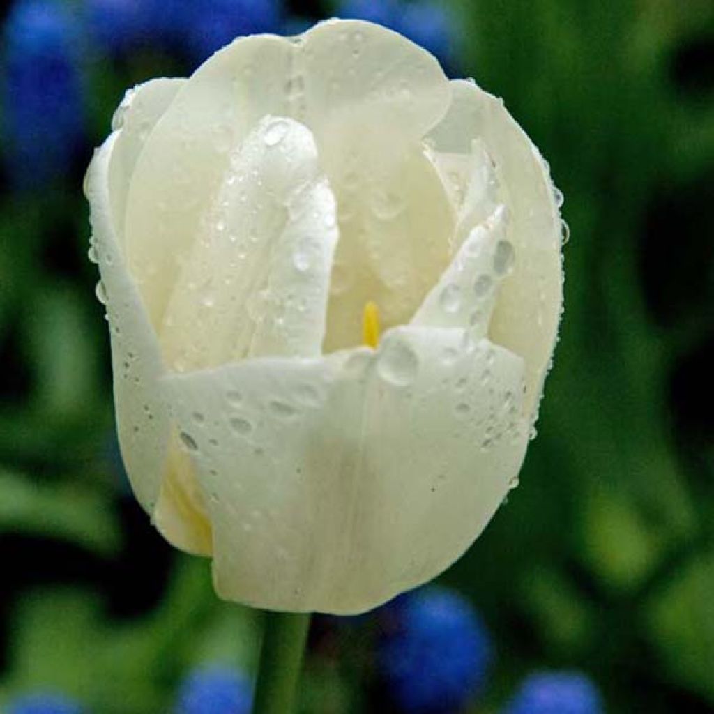 Tulipa Weisse Berliner - Mutliple flowering Tulip
