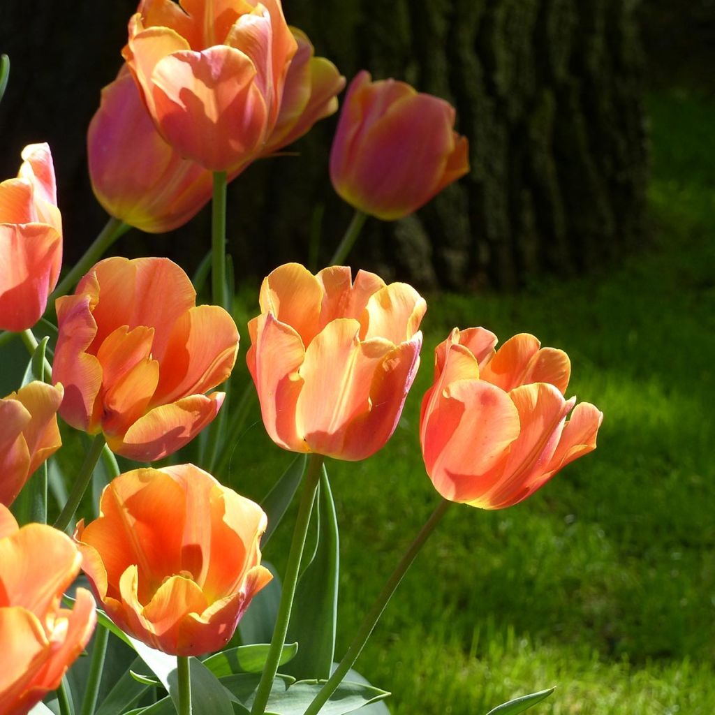 Tulipa Jimmy - Triumph Tulip