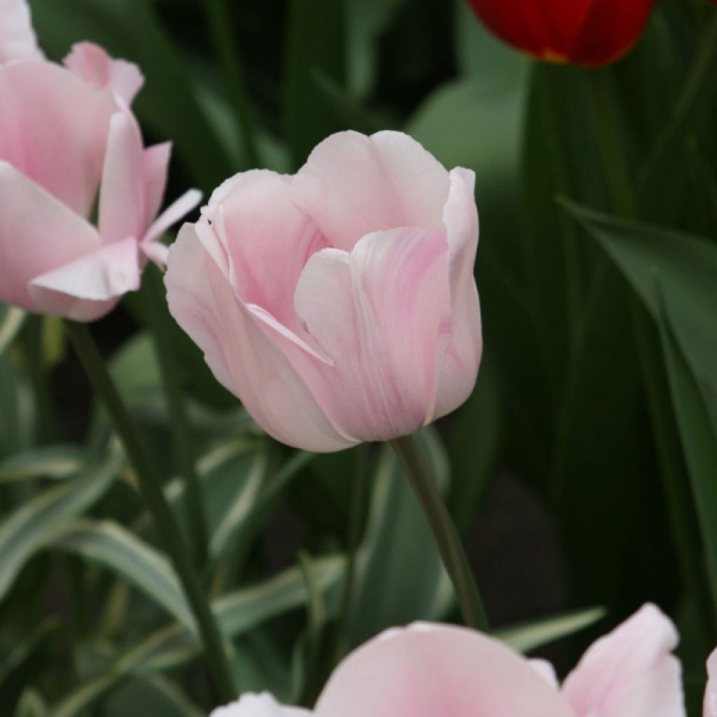 Tulipa Tropical Lady - Triumph Tulip