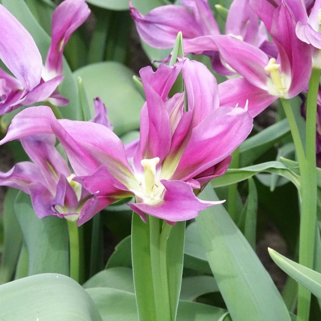 Tulipe viridiflora Purple Doll