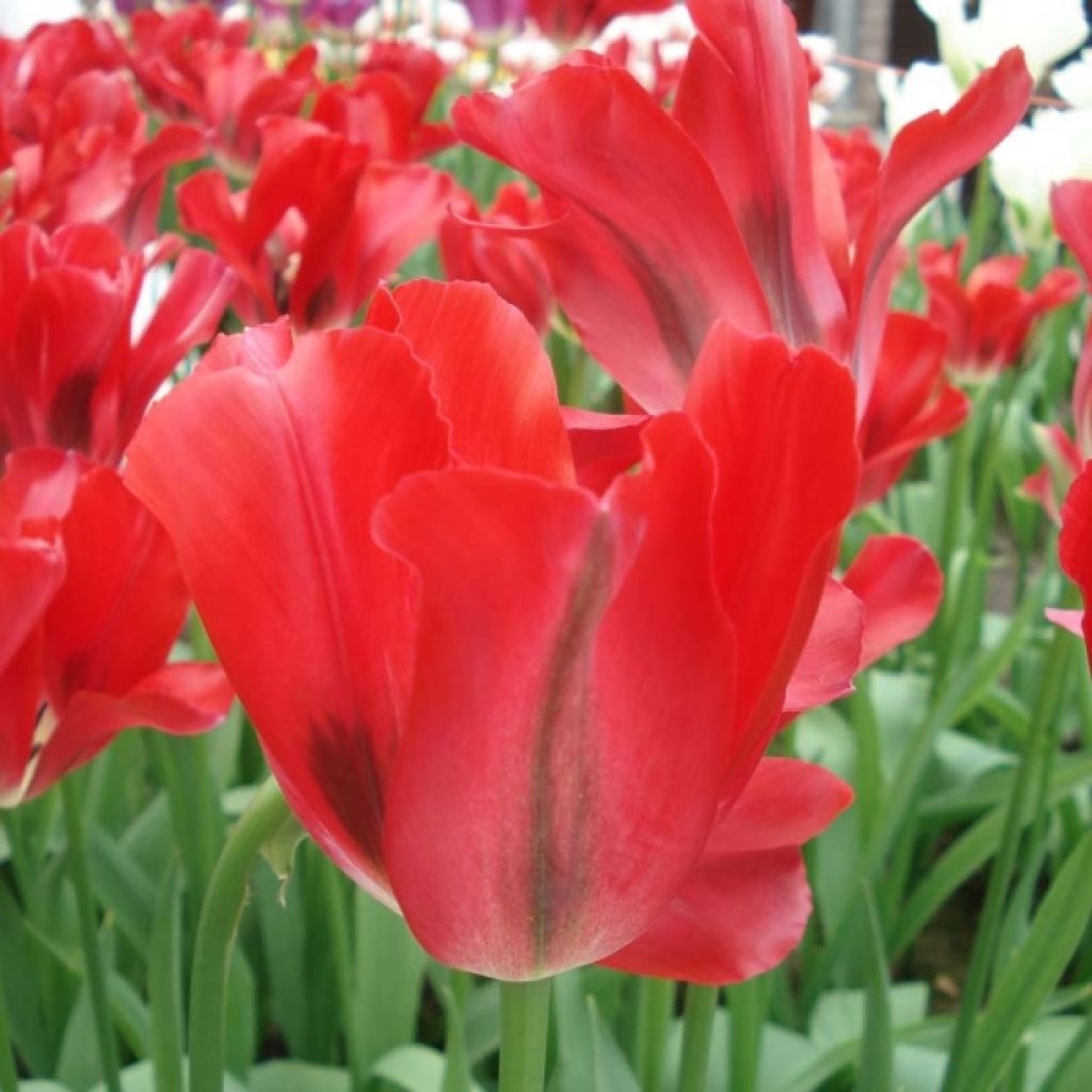 Tulipe Viridiflora Red Spring Green