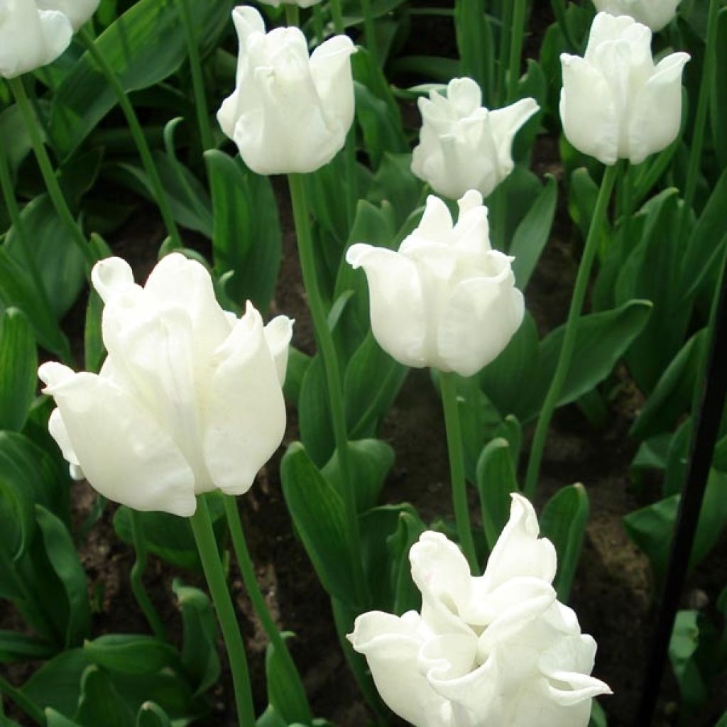 Tulipe Triomphe White Liberstar