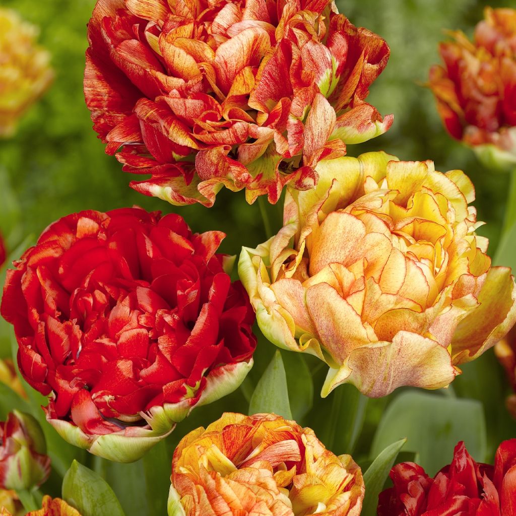Tulipa Double flowers Mix