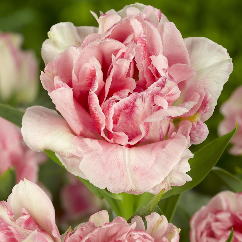 Tulipa Double flowers Mix
