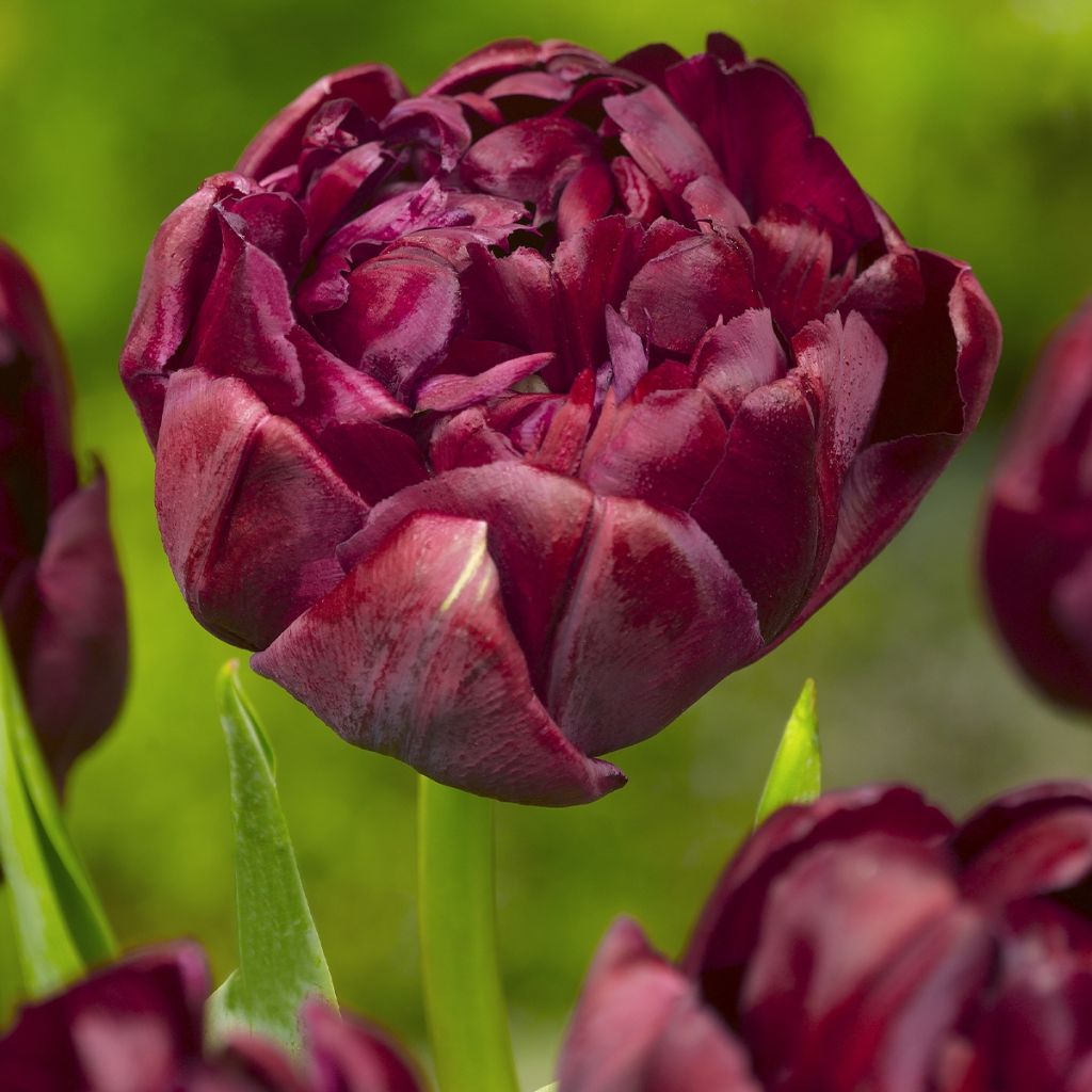 Tulipa Double flowers Mix