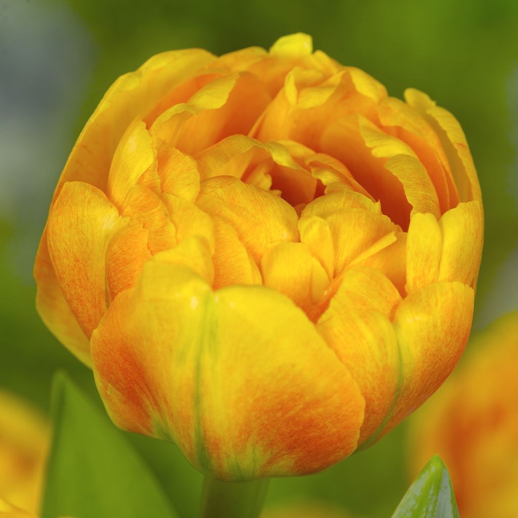 Tulipa Double flowers Mix