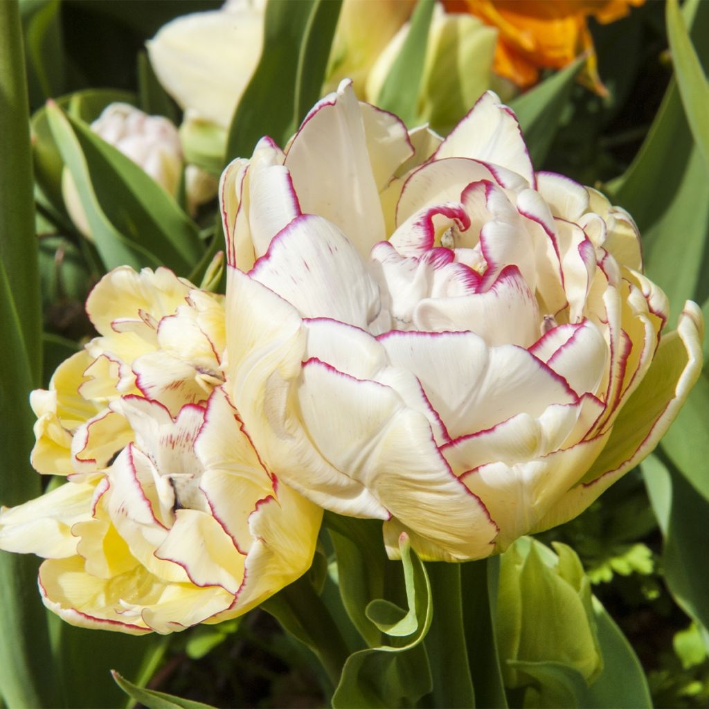 Tulipa Double flowers Mix