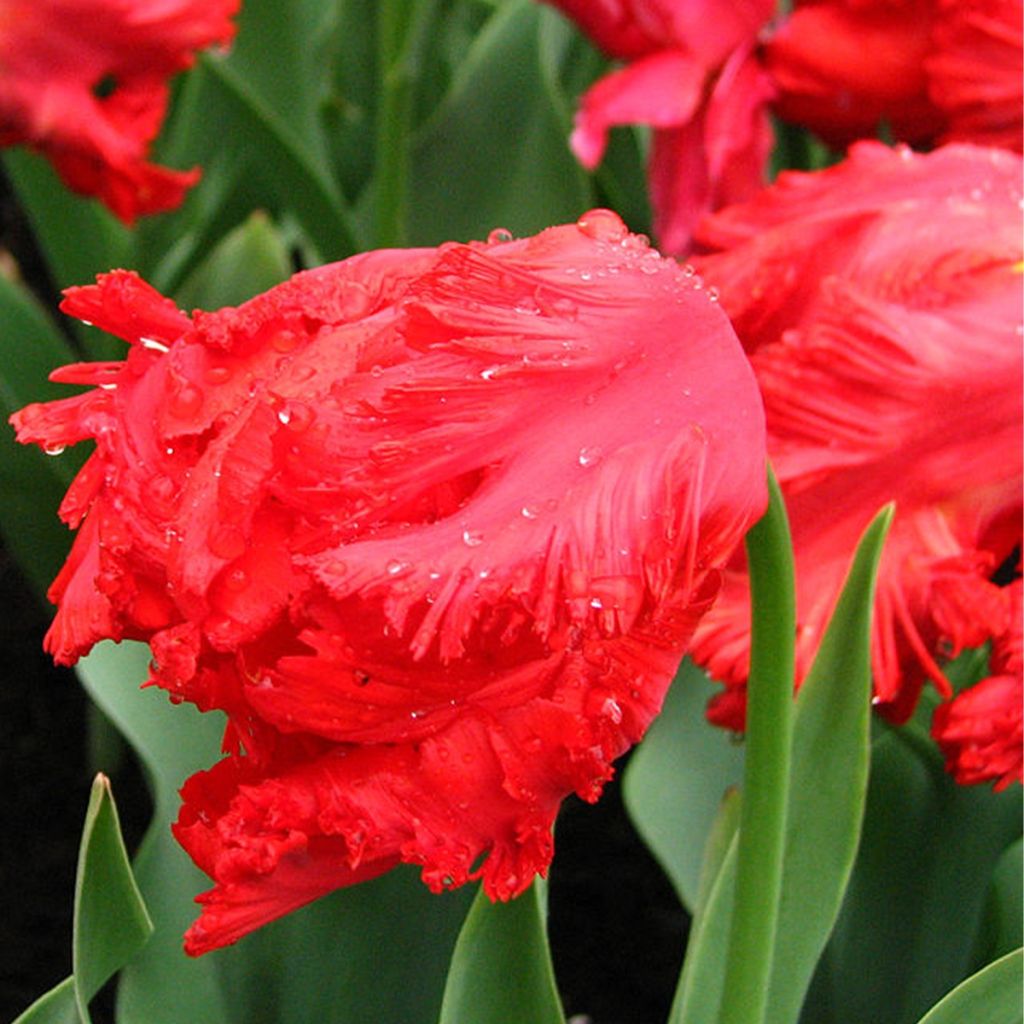 Tulipes Perroquet en mélange