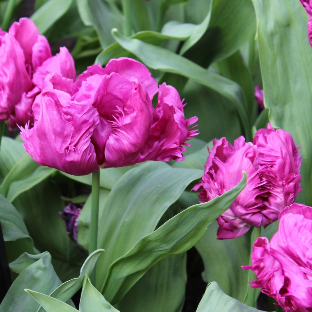 Tulipes Perroquet en mélange