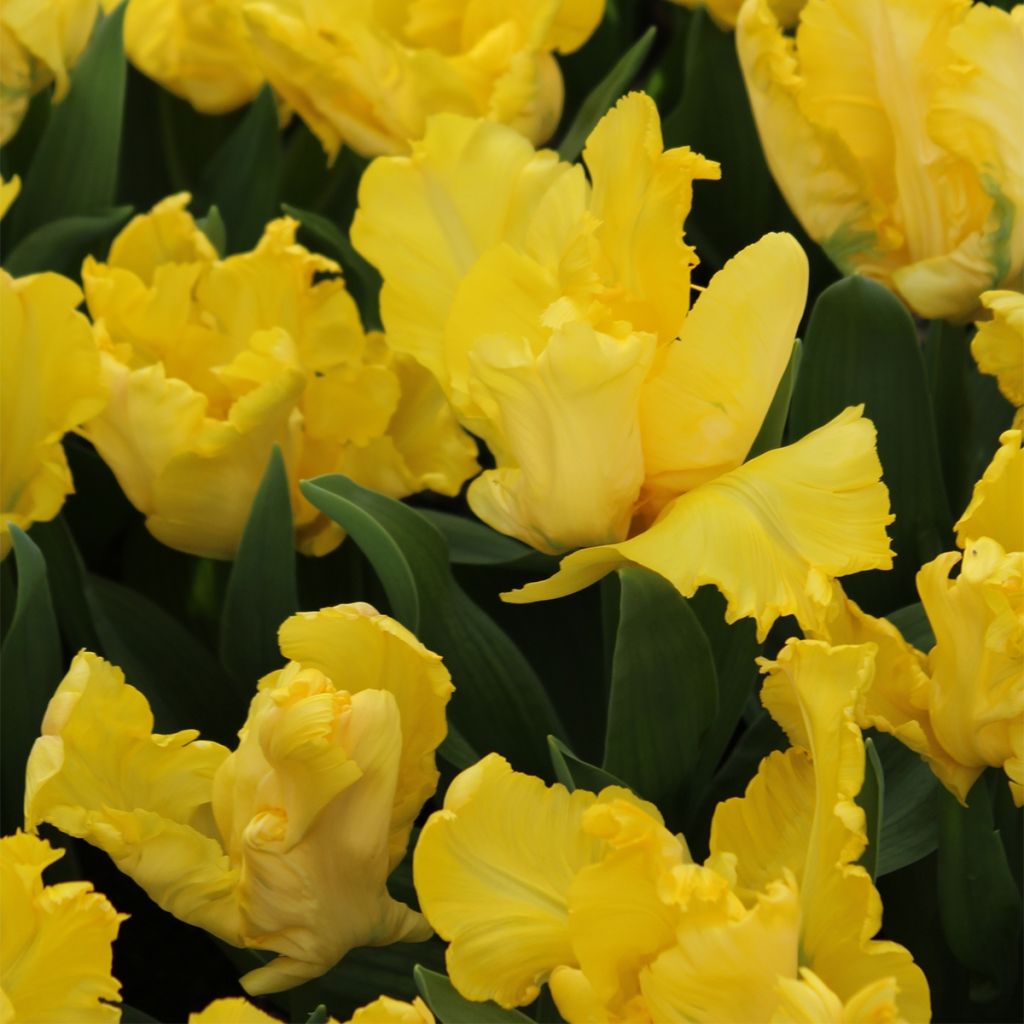 Tulipes Perroquet en mélange