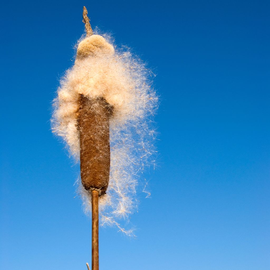 Typha angustifolia - Massette à feuilles étroites