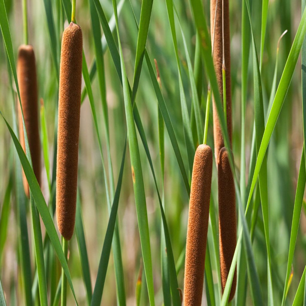 Typha angustifolia - Massette à feuilles étroites