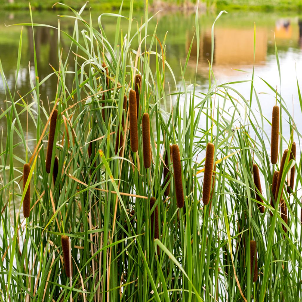 Typha angustifolia - Massette à feuilles étroites