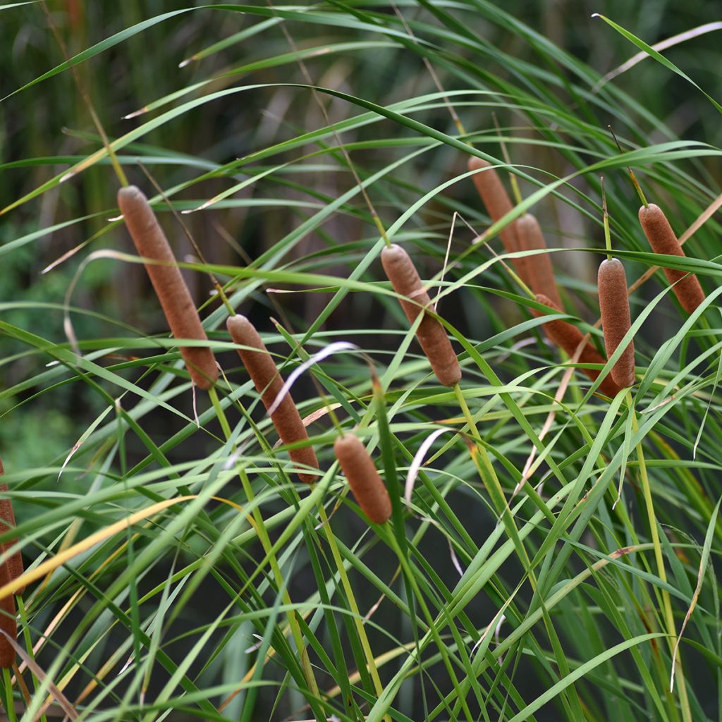Typha latifolia - Cattail
