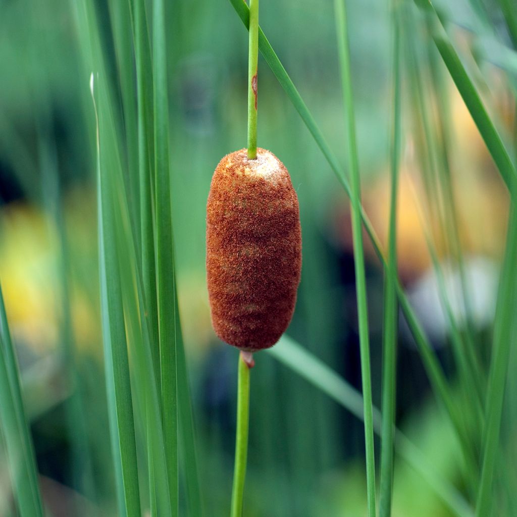 Typha latifolia - Cattail