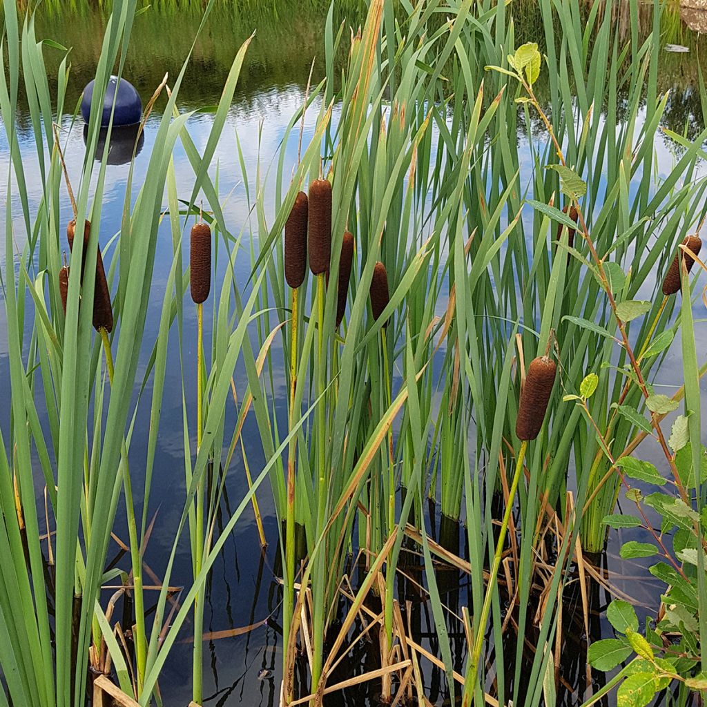 Typha laxmannii - Cattail