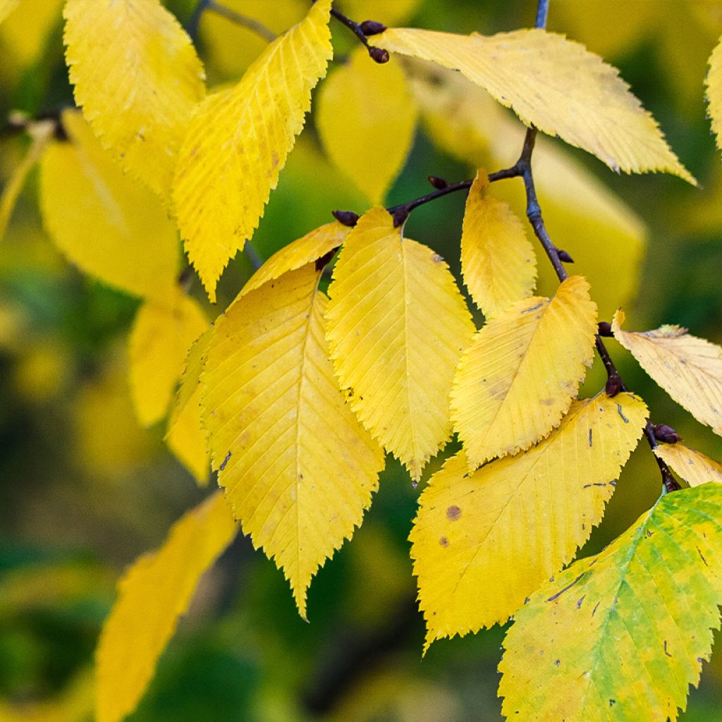 Ulmus pumila Beijing Gold - Elm