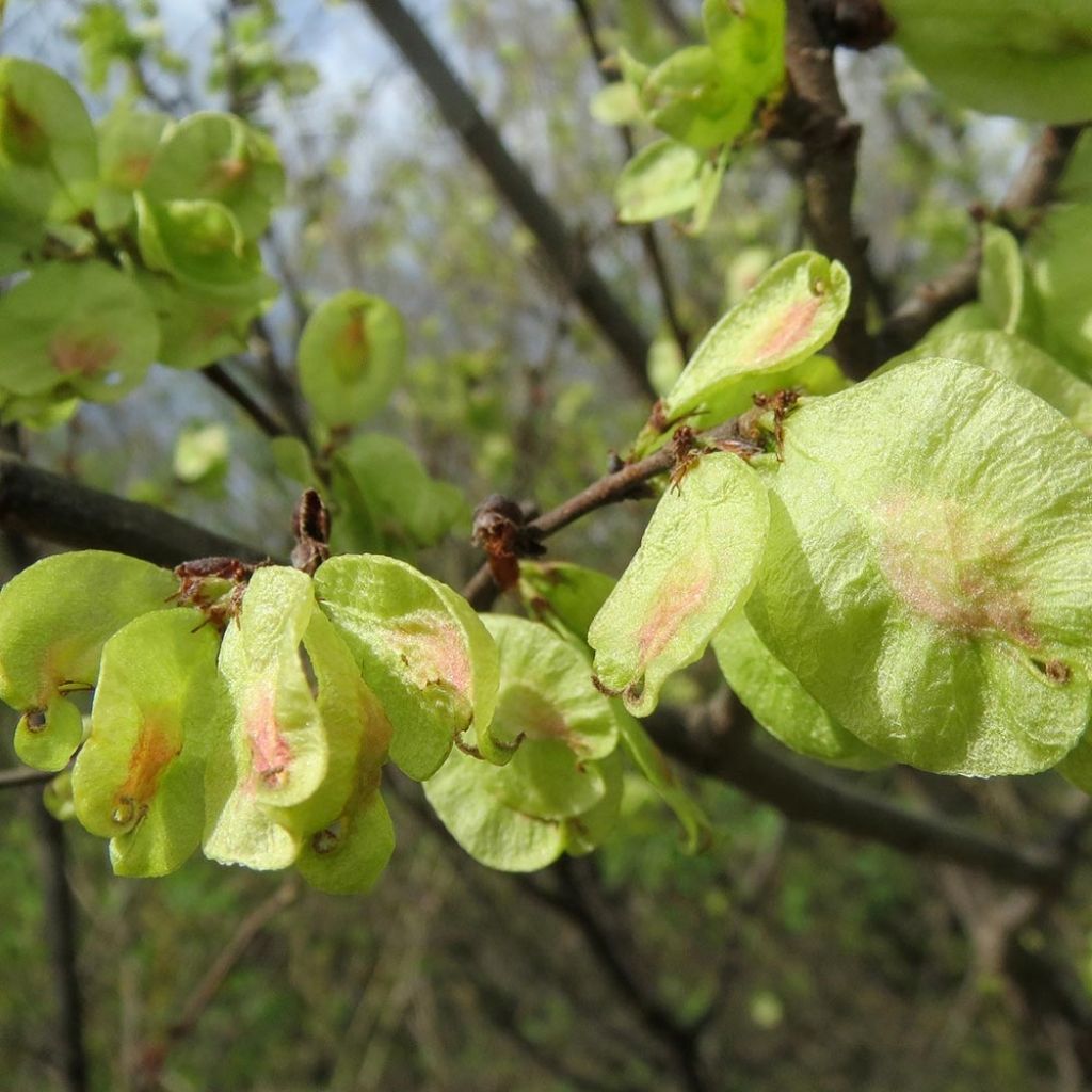 Ulmus carpinifolia Pendula - Elm