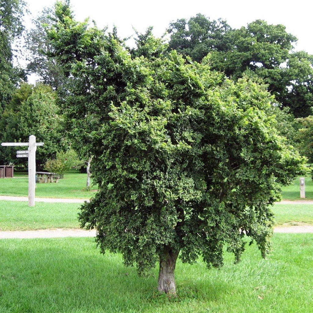 Ulmus minor - Orme champêtre 