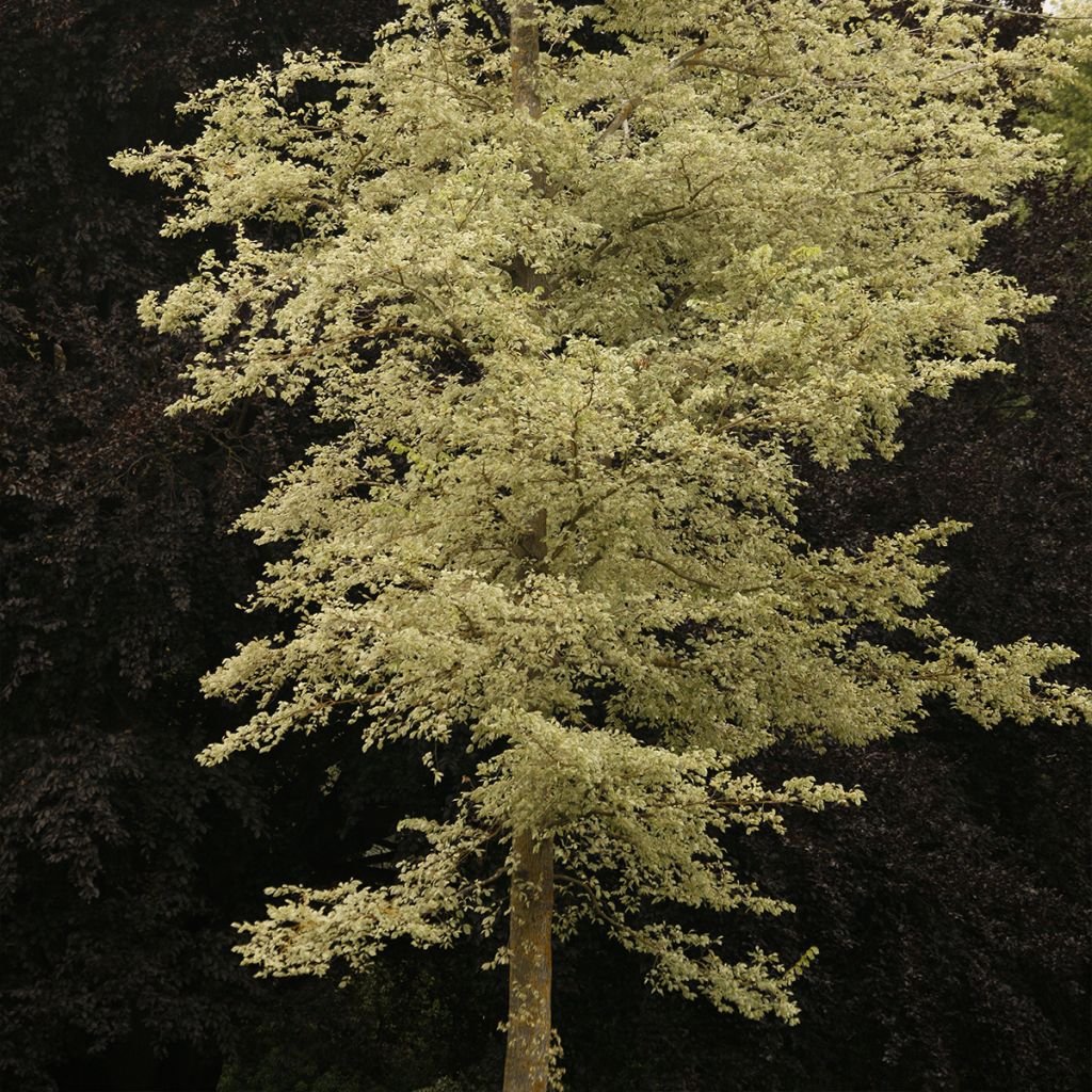 Ulmus minor Argenteovariegata - Elm