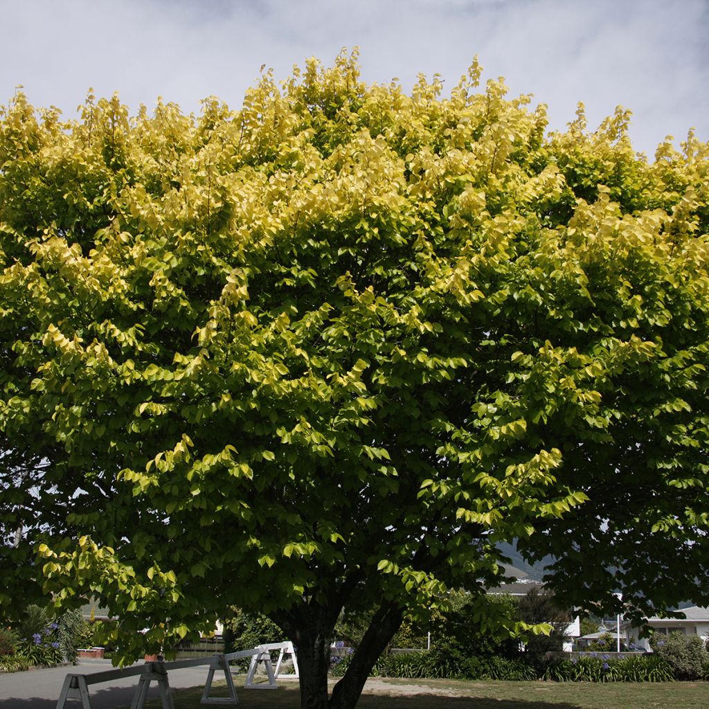 Ulmus minor Louis van Houtte - Elm