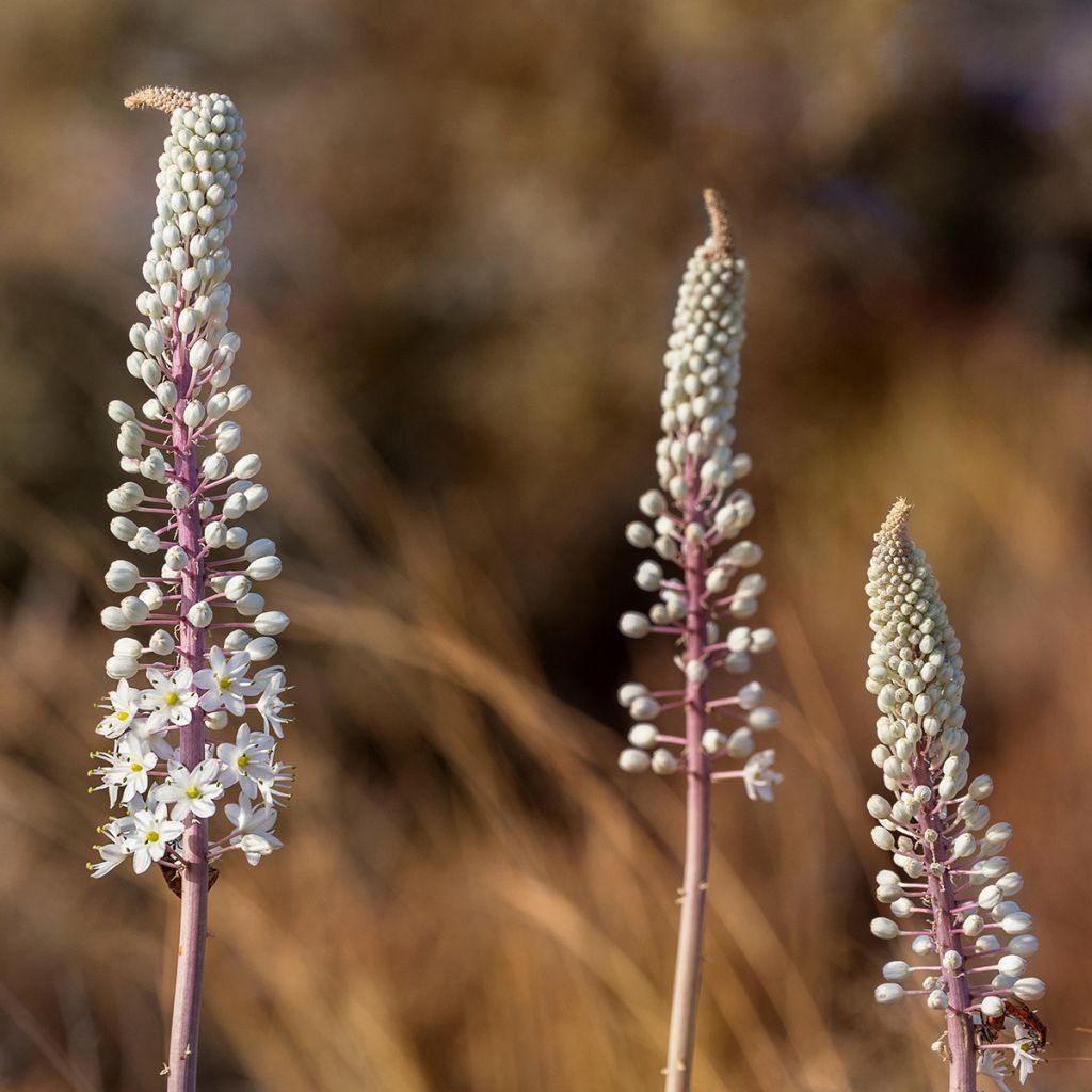 Urginea maritima