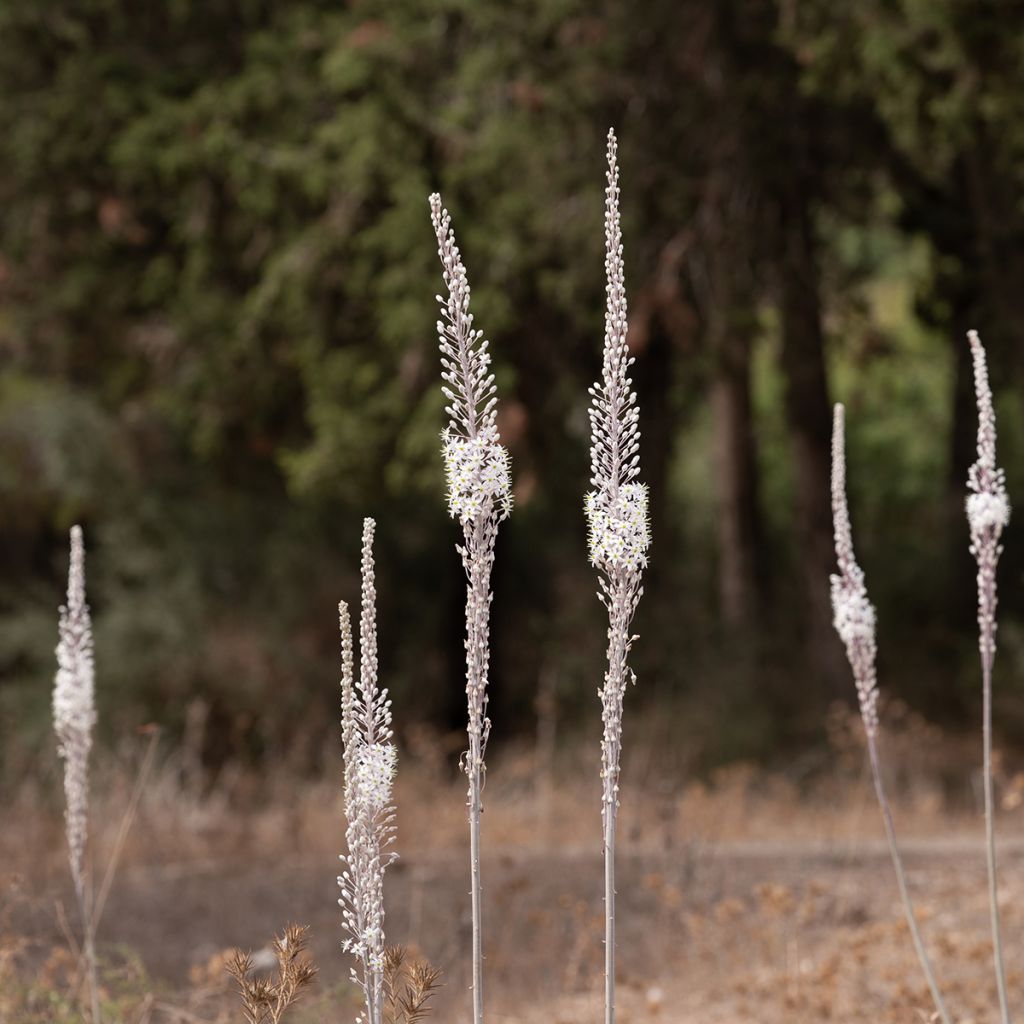 Urginea maritima