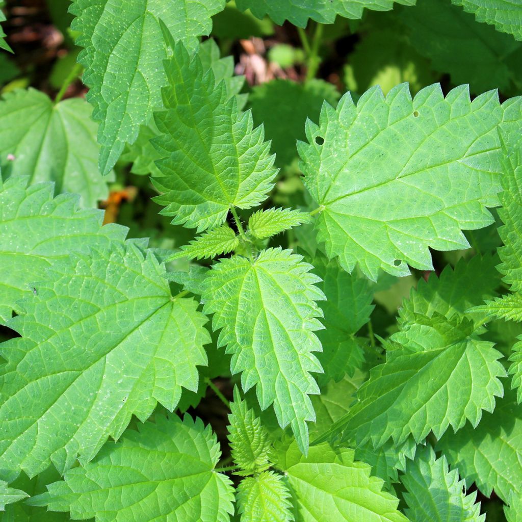 Urtica dioïca