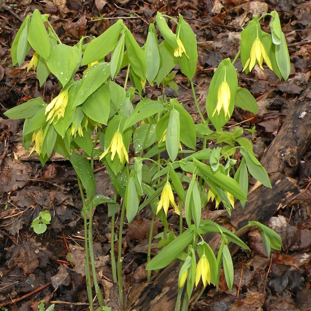 Uvularia grandiflora