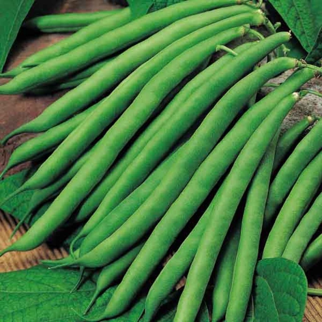 Dwarf French Bean Safari
