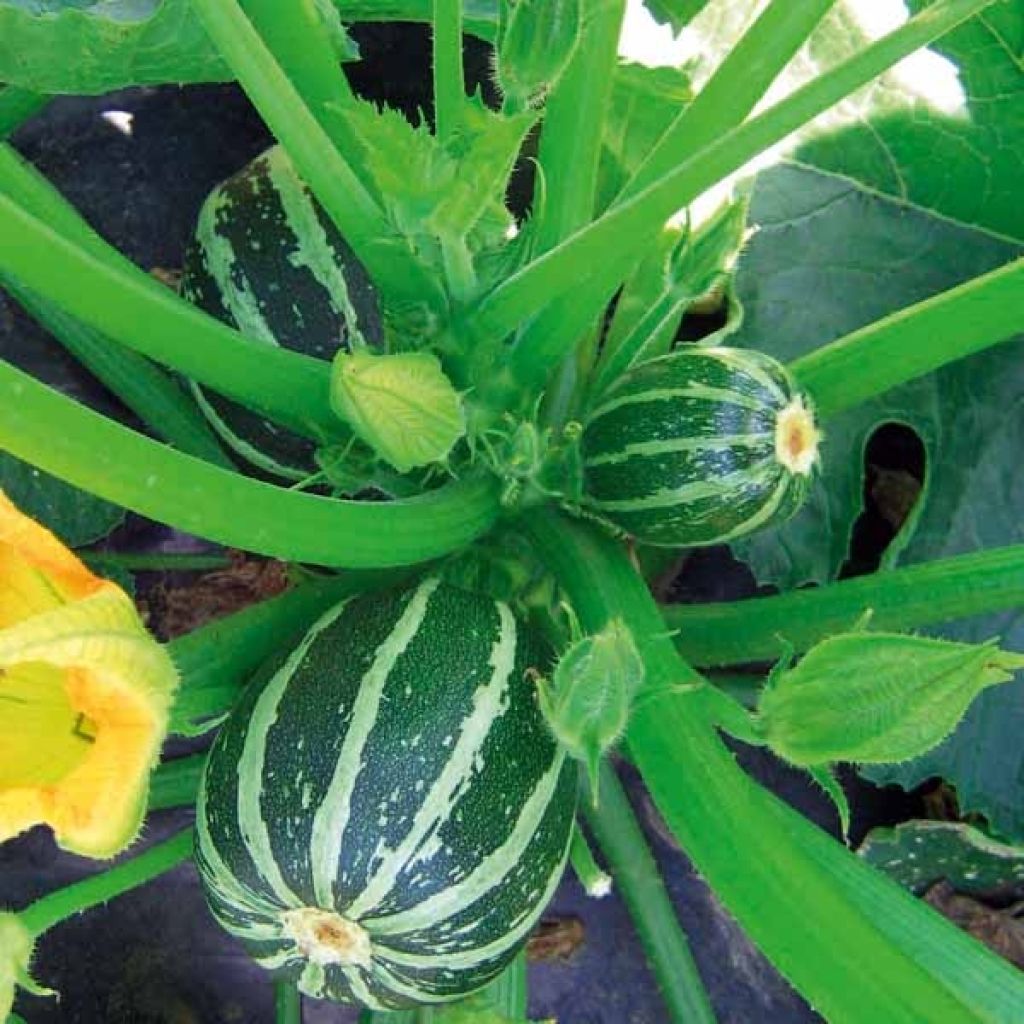 Zucchini Picolo F1 - Cucurbita pepo