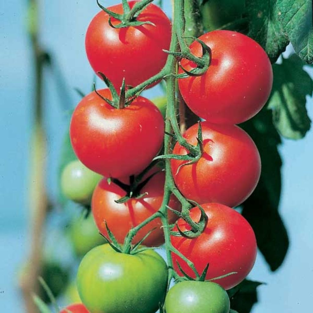 Fantasio F1 Tomato
