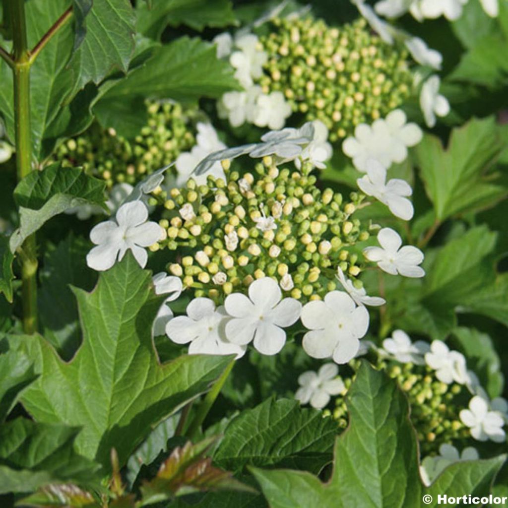 Viburnum opulus Compactum